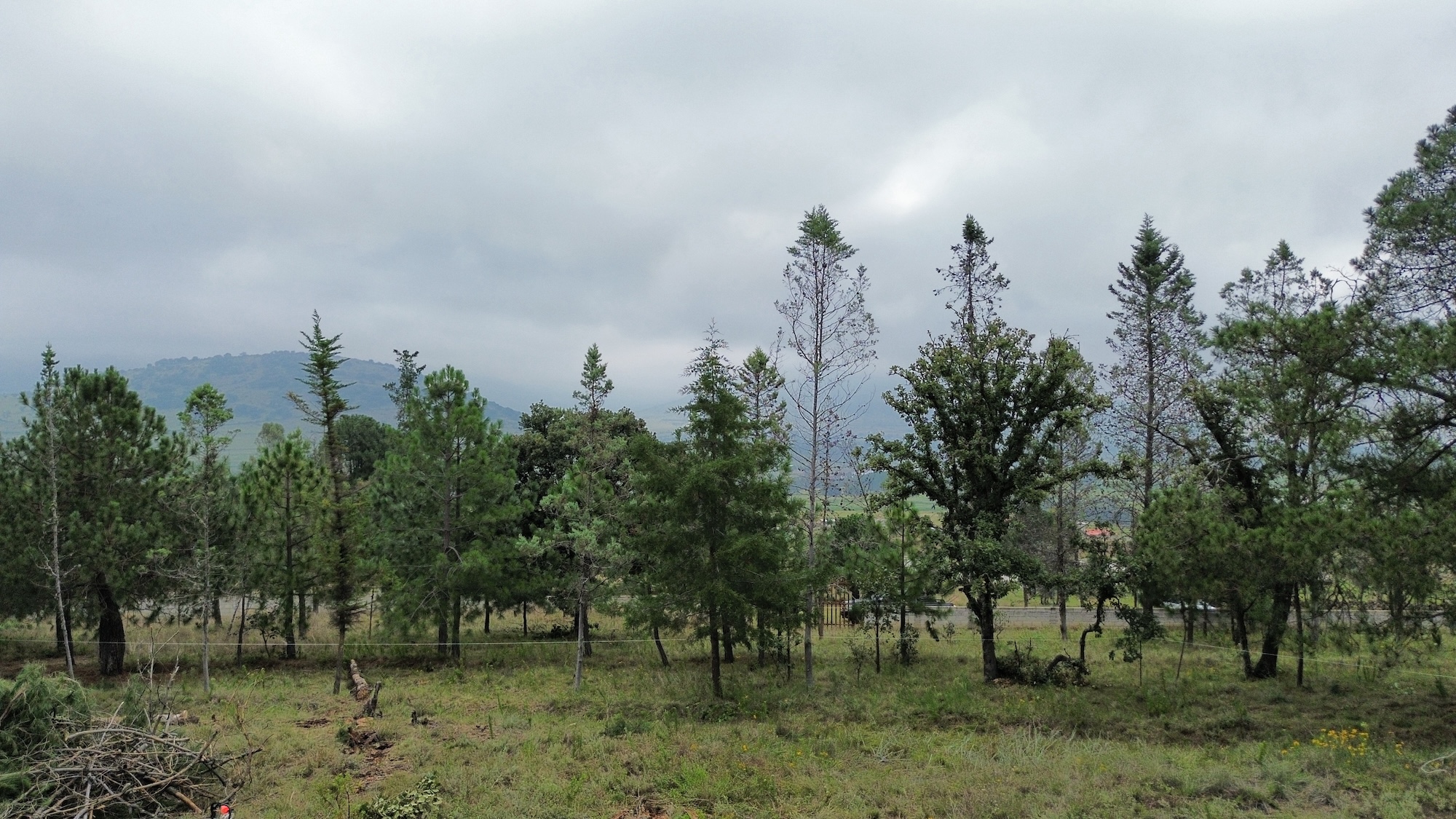 Terrenos rústicos en el bosque sobre la carretera Amealco–Huimilpan, Querétaro
